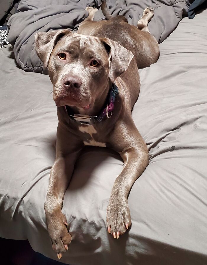 I Adopted This Sweet Little Bed Hog. Now I Can't Imagine A Night Without Her