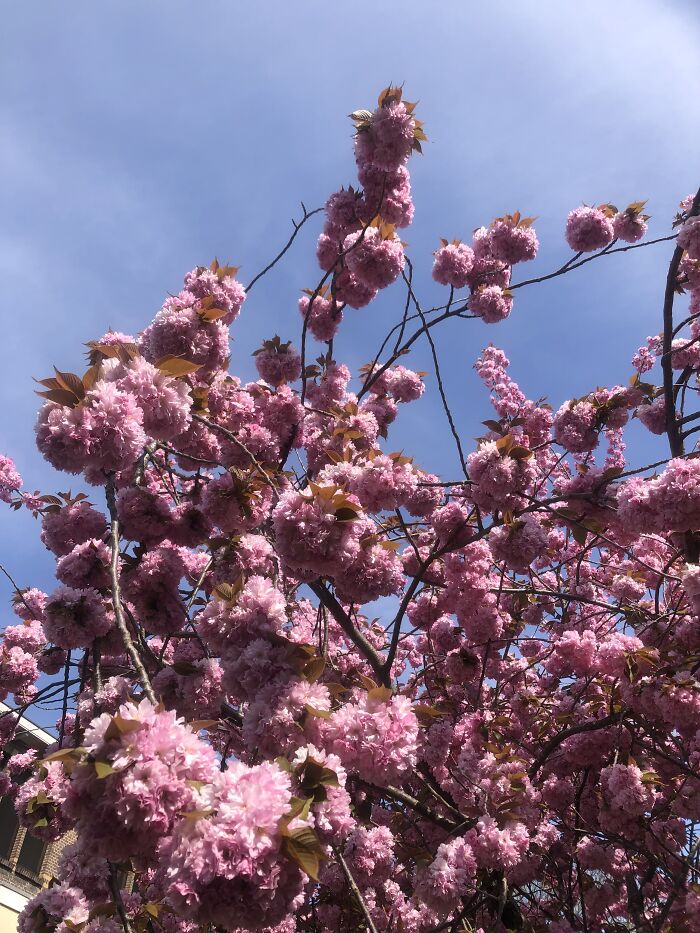 One? How About A Tree Full?