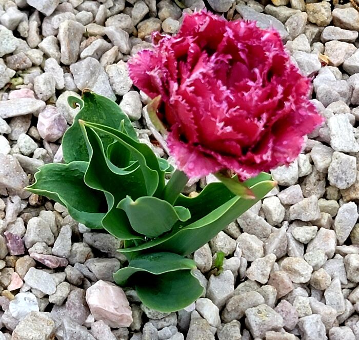 Tulip With The Fringe On Top