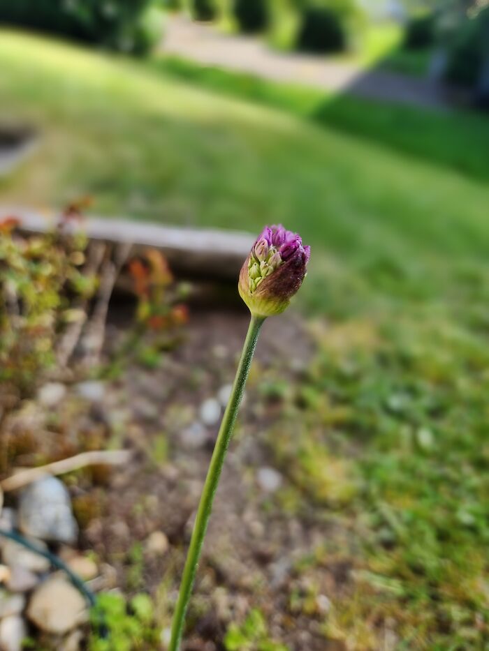 Allium Just Starting To Open