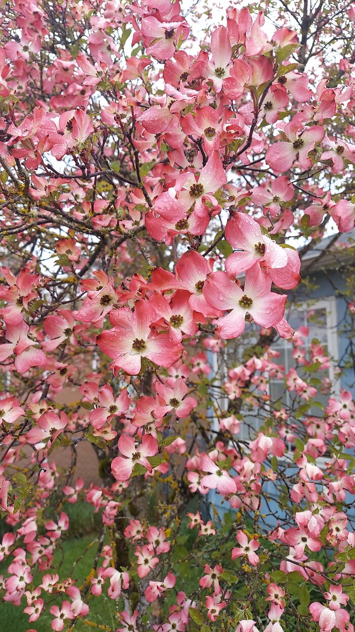 My Dogwood Tree Is Blooming