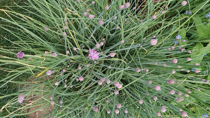 Blooming Chives
