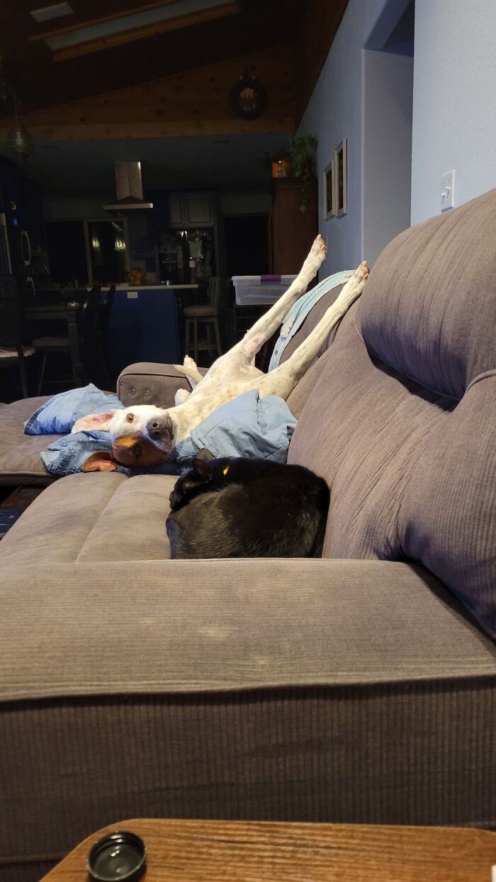 Maggie The Destroyer. She Often Sleeps With Her Legs Straight Up In The Air