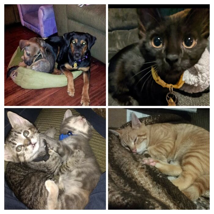 These Are Our Babies! Ivy And Jasmine (Now 10 Yrs Old) Sunflower (1 Yr Old In July) Tulip And Lily (6 Yrs Old) And Carrot (5 Yrs Old I Think)