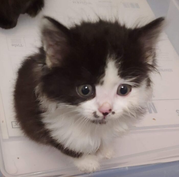 Stinkerbelle At 6 Weeks Old. 😁