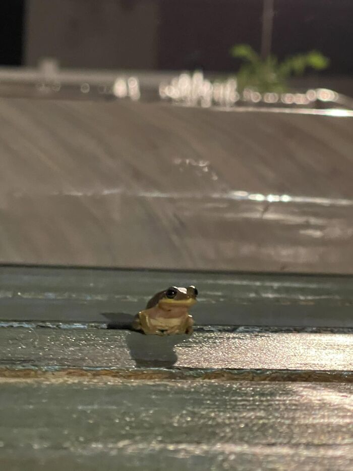 He Came Right Over To Pose For Me