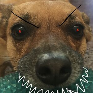 hassanijoseph avatar