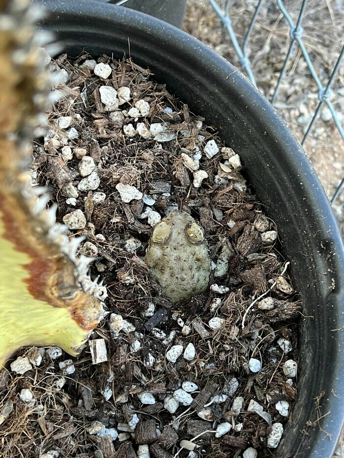 So My Neighbors Plants In Pots Fell Down And I Was Helping Him Pick Them Up And Out Pops This Little Ones Head And I Had To Take A Photo!