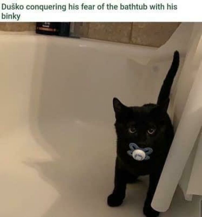 Funny-Animal-Memes-Jokes