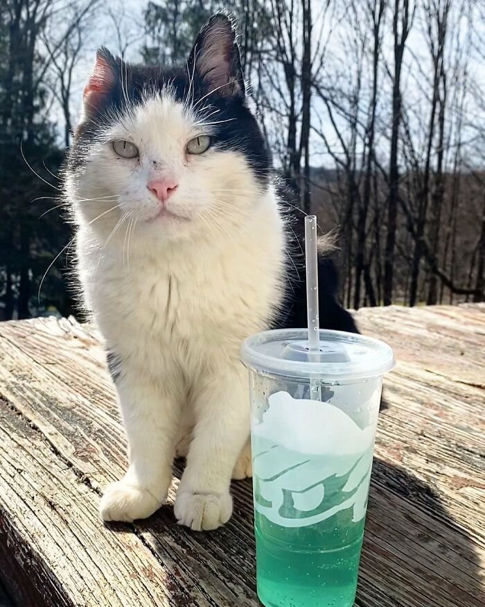 A Friendship That Lasted For Almost A Decade Resulted In This Senior Feral Cat Becoming An Indoor Pet A Friendship That Lasted For Almost A Decade Resulted In This Senior Feral Cat Becoming An Indoor Pet