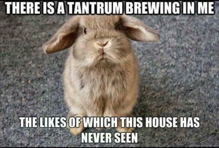 Funny animal meme featuring a cute rabbit with humorous text about a brewing tantrum.