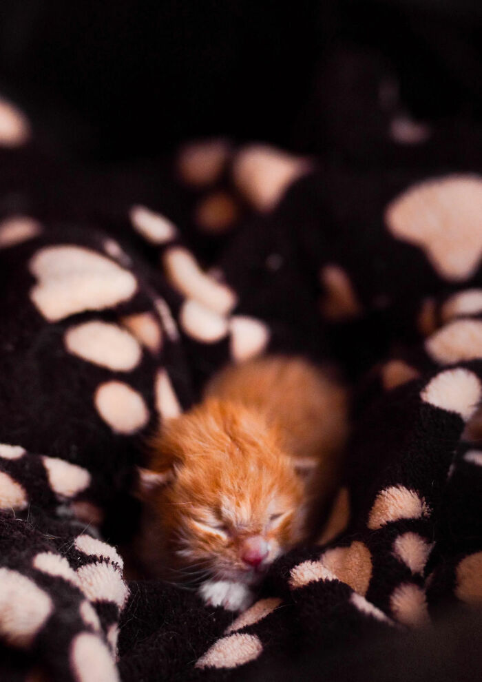 Found This Little Guy On The Road In A Closed Box. Welcome To The Family, Nugget