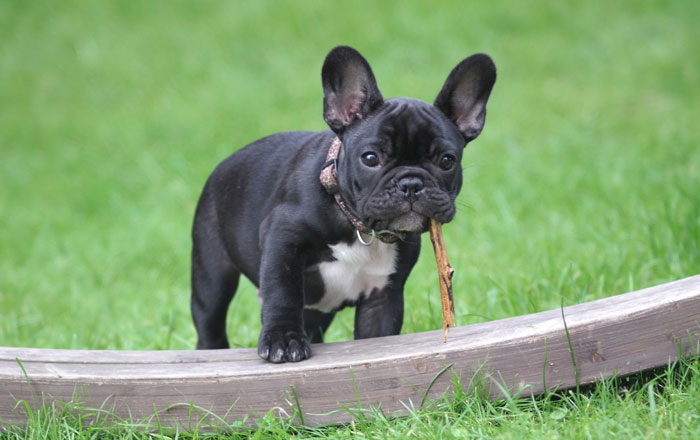 &ldquo;I Said No Thank You&rdquo;: Woman Demands Ex Pay For Her Dog's Vet Bills, Contacts His Close Ones To Make Him Change His Mind After Getting A Refusal