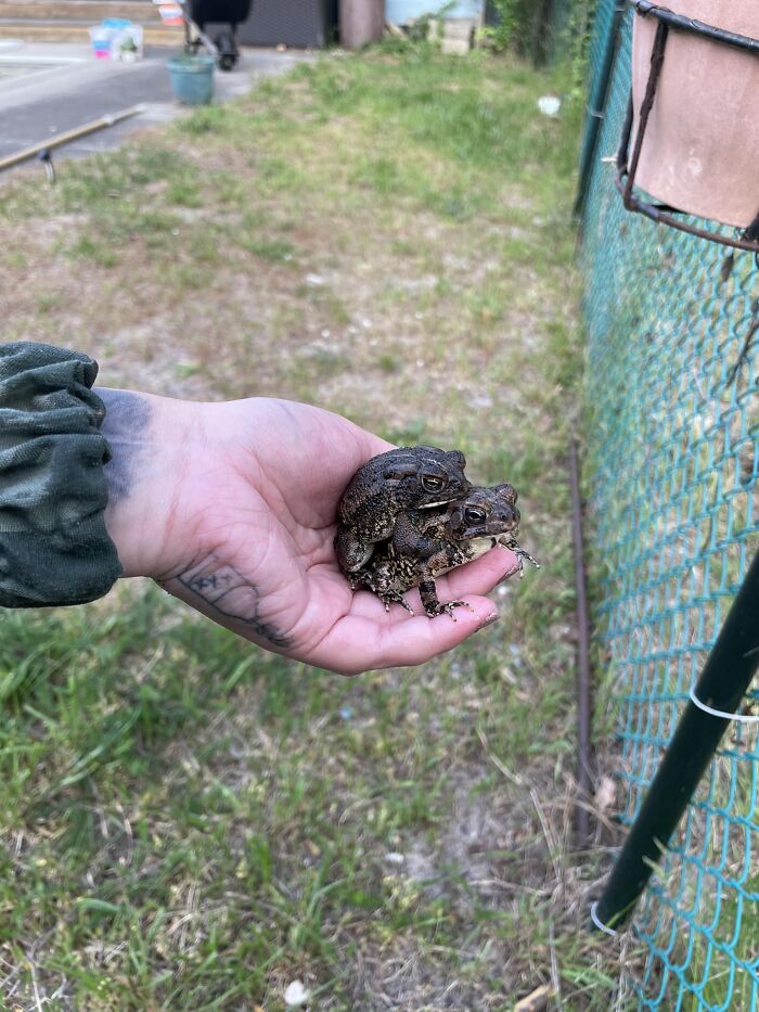 Rescued These Randy Rascals From My Pool Skimmer Basket