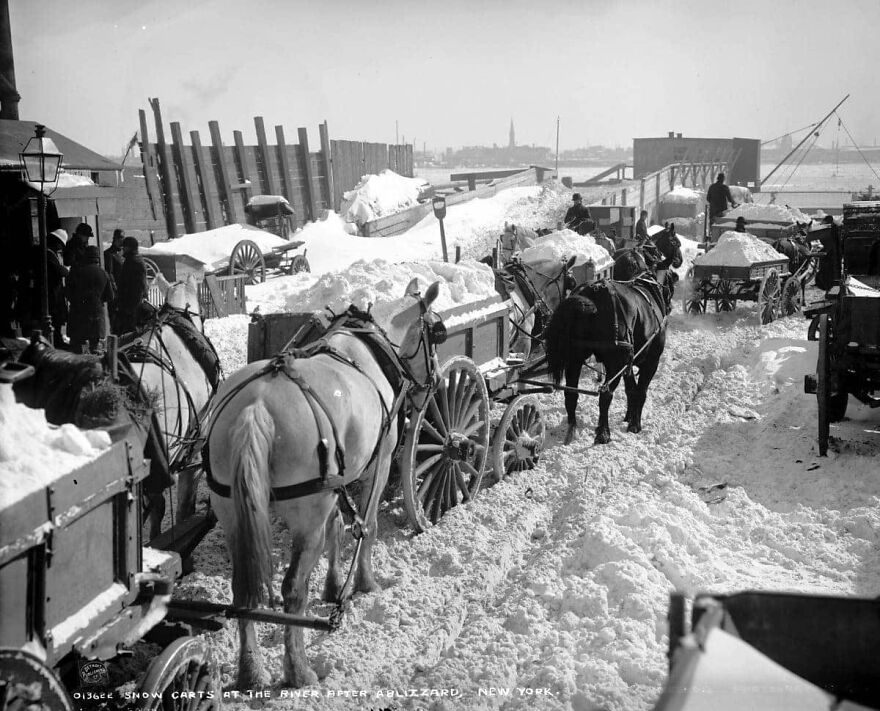 Wagons hauling snow to be dumped into the East River after a major snowstorm in NYC in 1899.