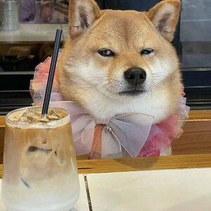 draganacupurdija avatar