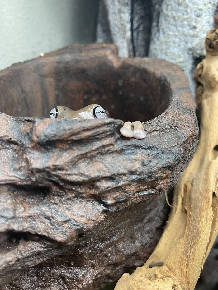 Big Mama Marge Is Always Watching. She Stalks Me And Waits For Me To Stick My Hand In There