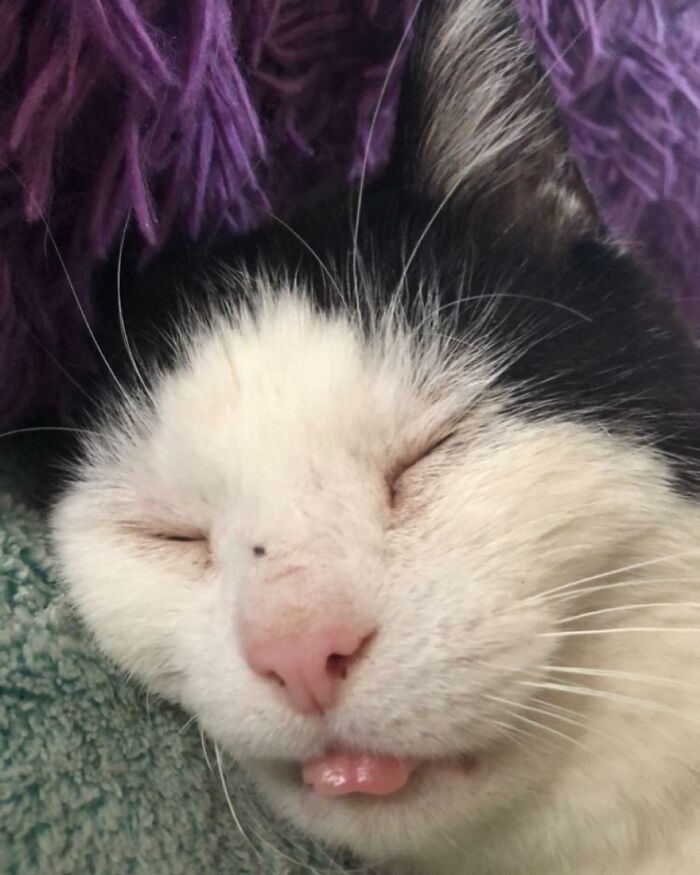 A Friendship That Lasted For Almost A Decade Resulted In This Senior Feral Cat Becoming An Indoor Pet A Friendship That Lasted For Almost A Decade Resulted In This Senior Feral Cat Becoming An Indoor Pet