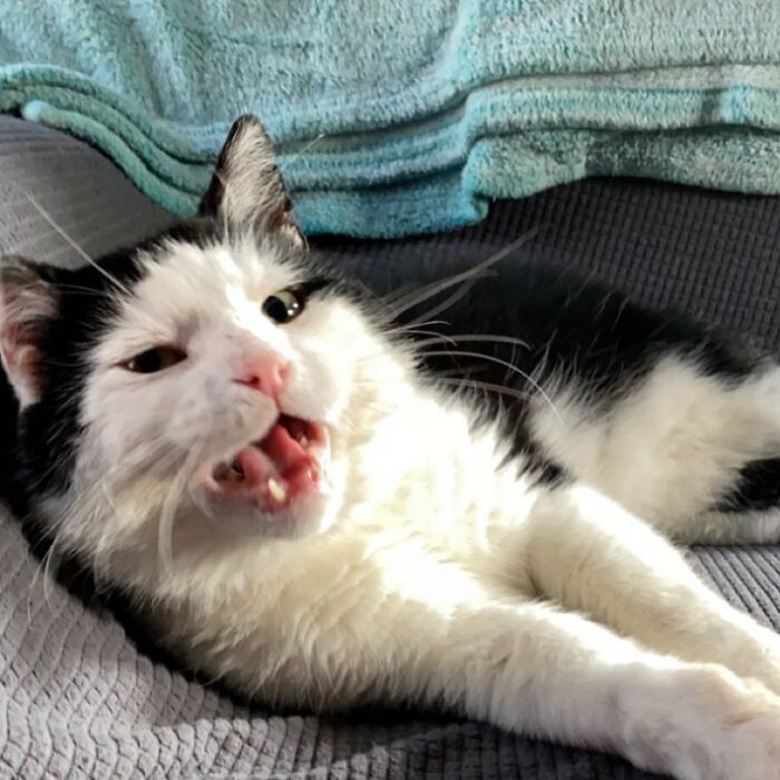 A Friendship That Lasted For Almost A Decade Resulted In This Senior Feral Cat Becoming An Indoor Pet A Friendship That Lasted For Almost A Decade Resulted In This Senior Feral Cat Becoming An Indoor Pet