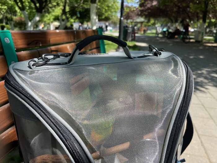 My Senegal Parrot Enjoying A Walk In The Park. His Bird Carrier Was The Best Purchase Ever