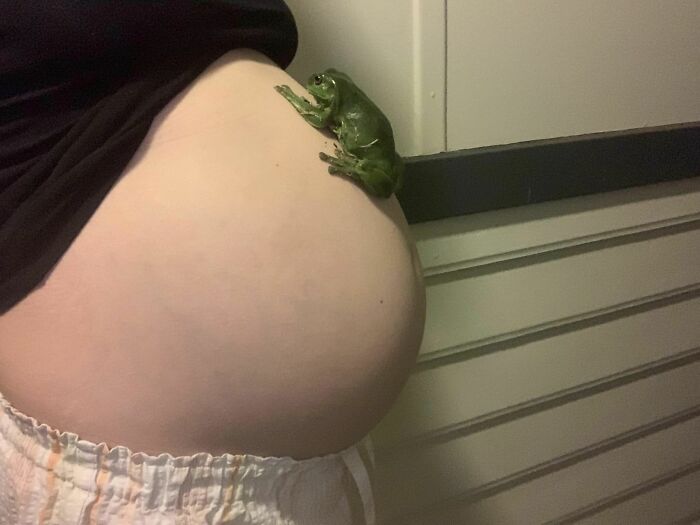 I Love Nothing More Than A Big Fat Green Tree Frog. Honestly My Favourite Animal!