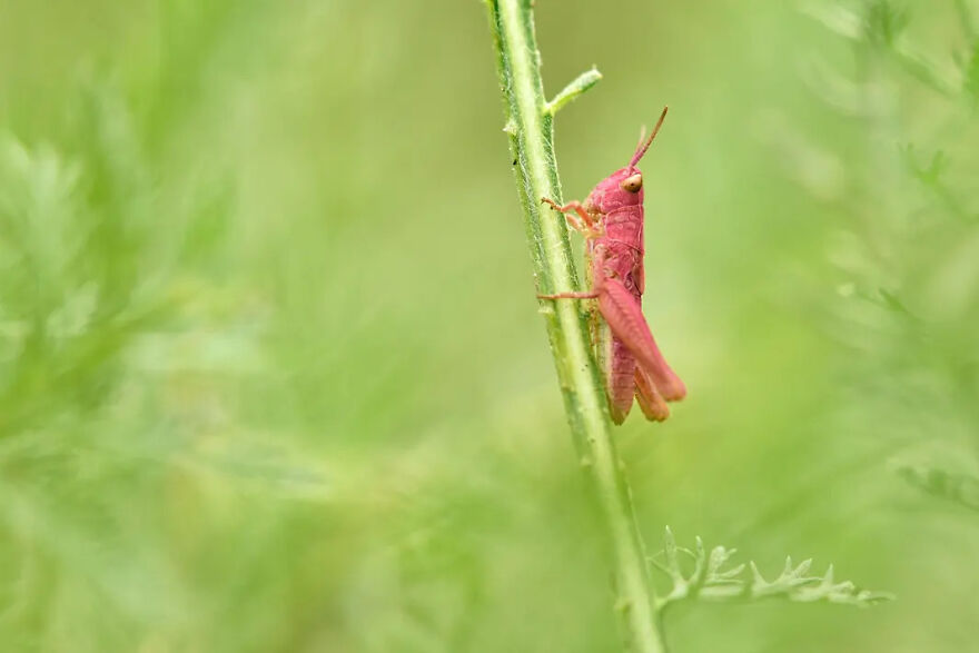 Photograph By Beverley Brouwer/Royal Entomological Society