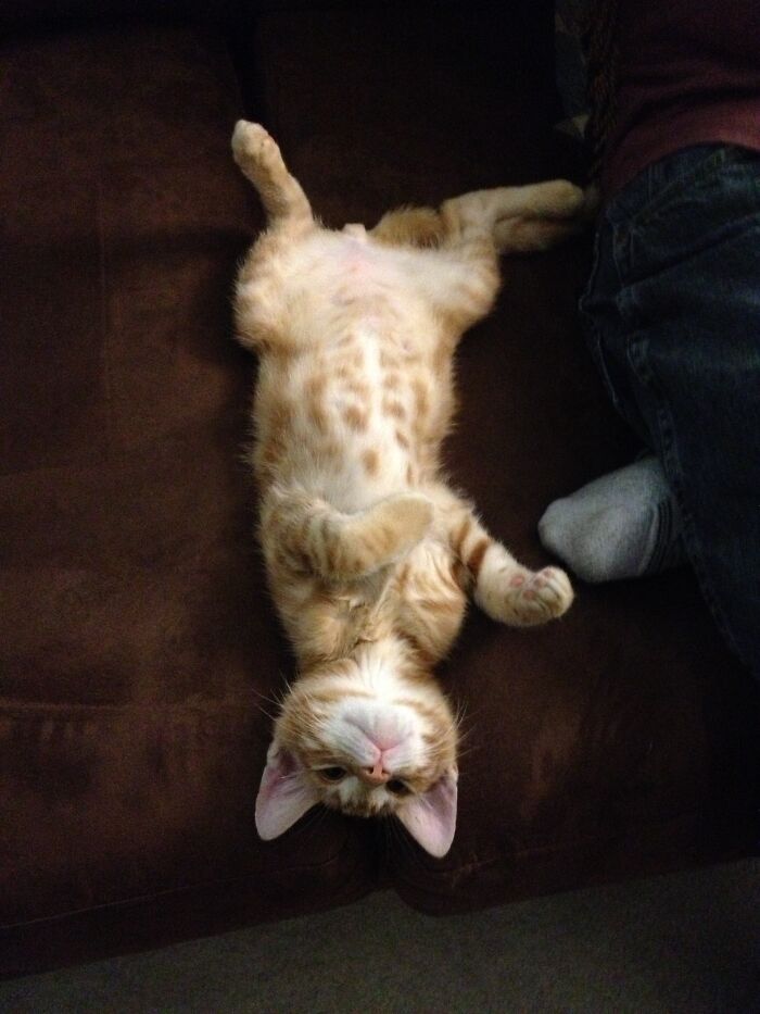 Linus, Who Preferred Sleeping Dangerously. And Blankets