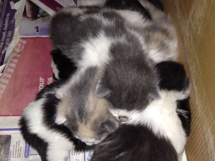 Smokie The Tortoiseshell And Merlin The Lovely Grey & White Boy. Four Weeks Old In 2017