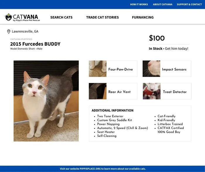 This Shelter Described Their Cats That Are Up For Adoption As Used Cars And The Result Is Purrrfect (10 Pics)