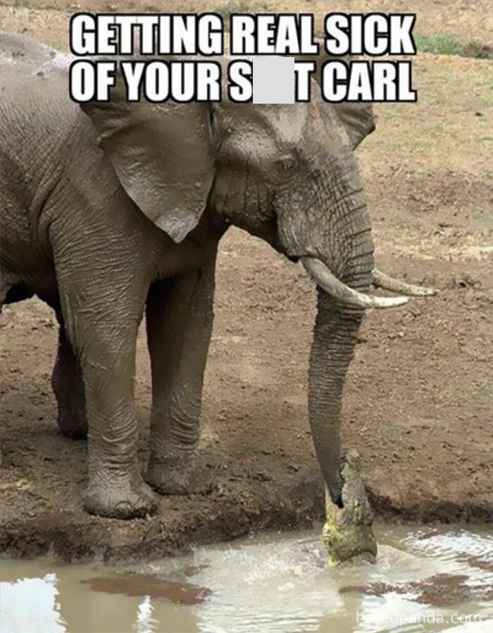 Elephant humorously splashing water with its trunk, combining animals and humor in a meme.