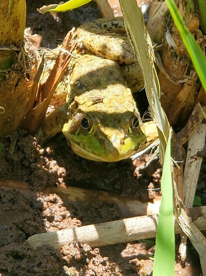 Got Close And Personal With This Beauty Yesterday! I'll Call Him Frank