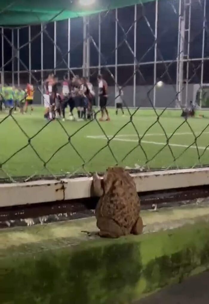 Curious Frog. Football In Brazil, Frog Likes It