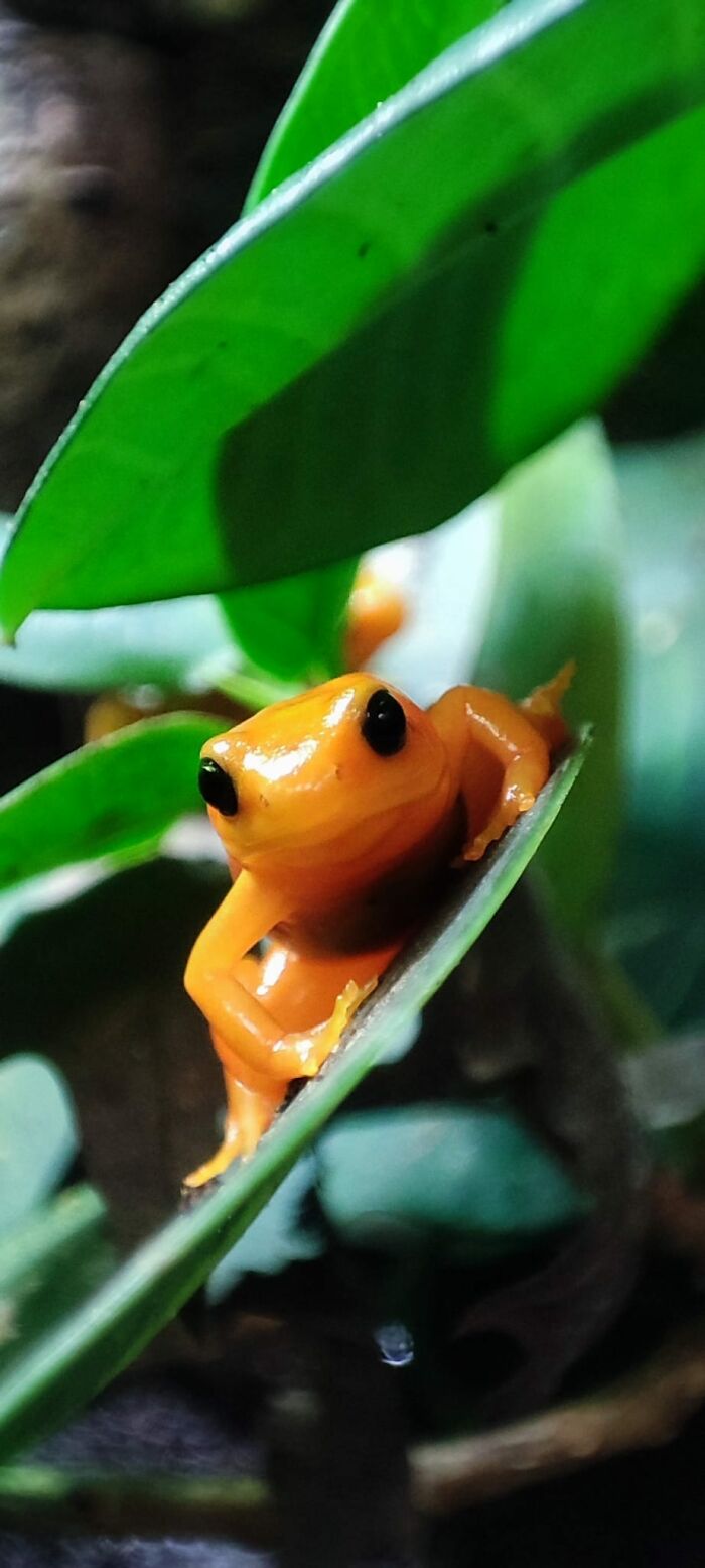 Froggo At Chester Zoo