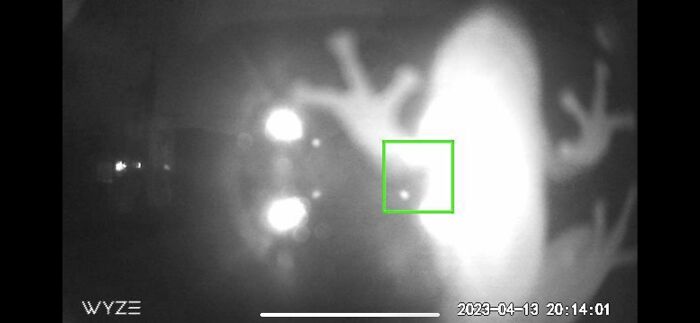 Camera: “Motion Detected” Me: “What The…!!!” “Oh, Silly Frog.”