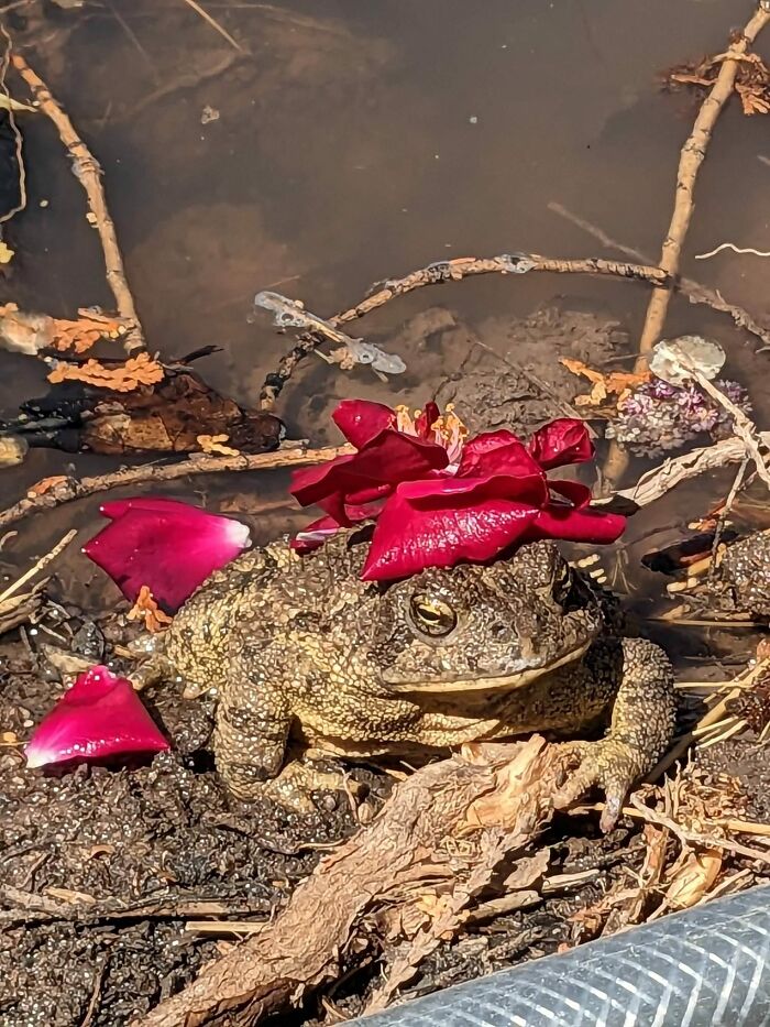 Saw This Guy While Gardening And Thought A Flower Hat Would Be Perfect For A Photo Op
