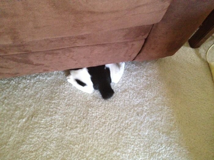 Lucy, When She Could Fit In A 1” Gap. I’d Post Her Face, But This Was More Common