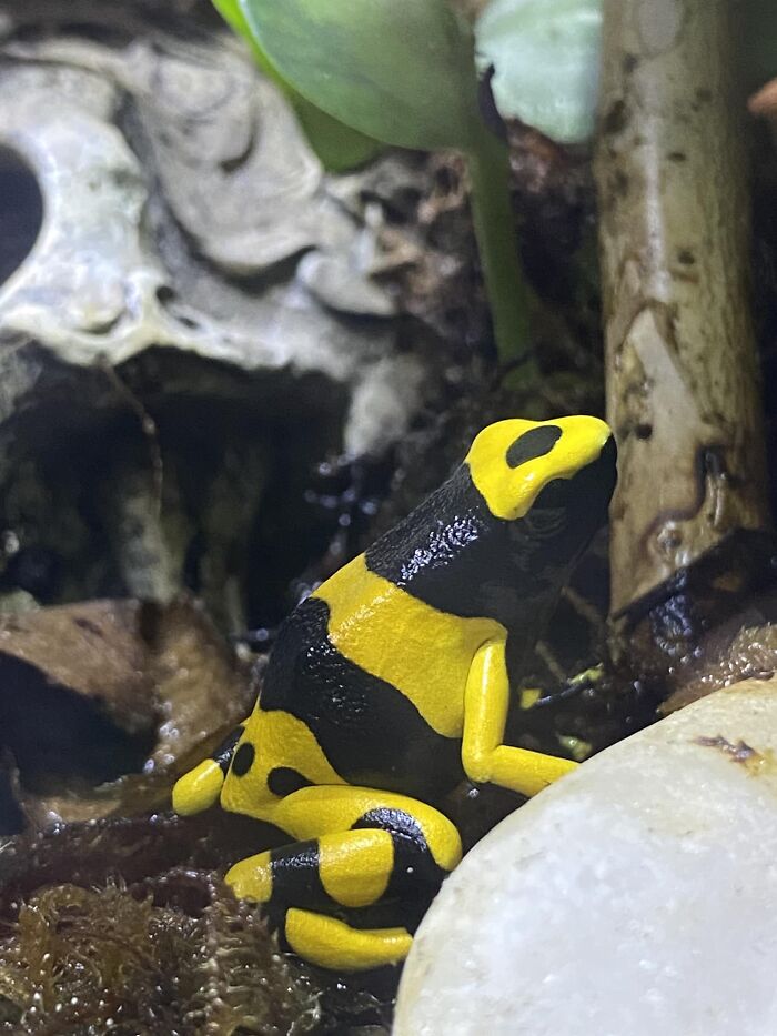 Bumblebee Dart
