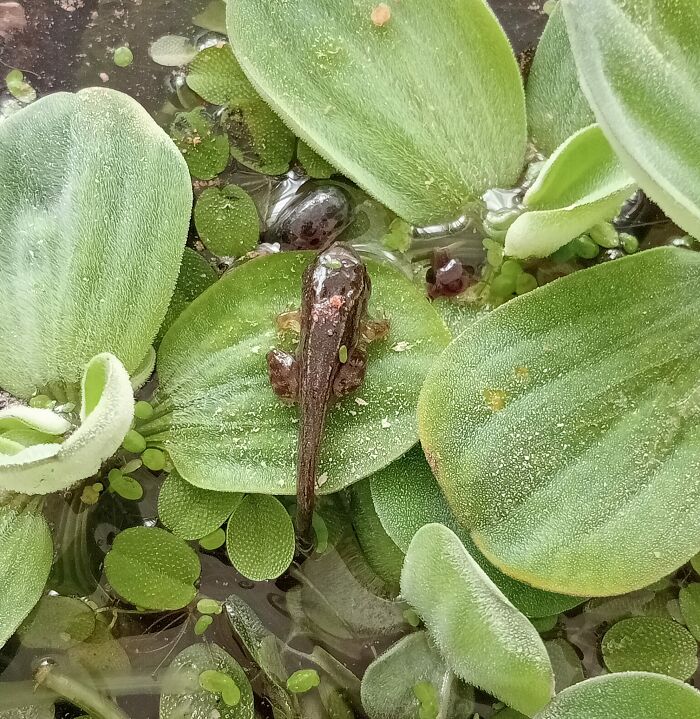 Almost Ready For Release. Not So Common, Common Frog. (Yorkshire)