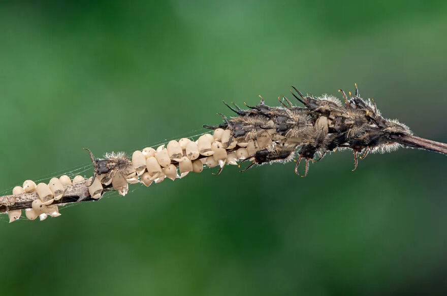 Photograph By Amith Kiran Menezes/Royal Entomological Society