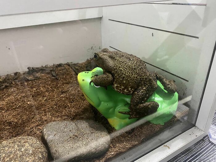 I Bought A Frog To My Babies