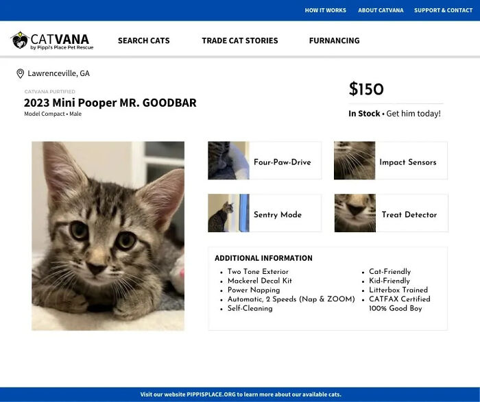 This Shelter Described Their Cats That Are Up For Adoption As Used Cars And The Result Is Purrrfect (10 Pics)