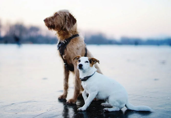 Los dueños de estas mascotas contaron las 15 situaciones más dramáticas que observaron entre ellas