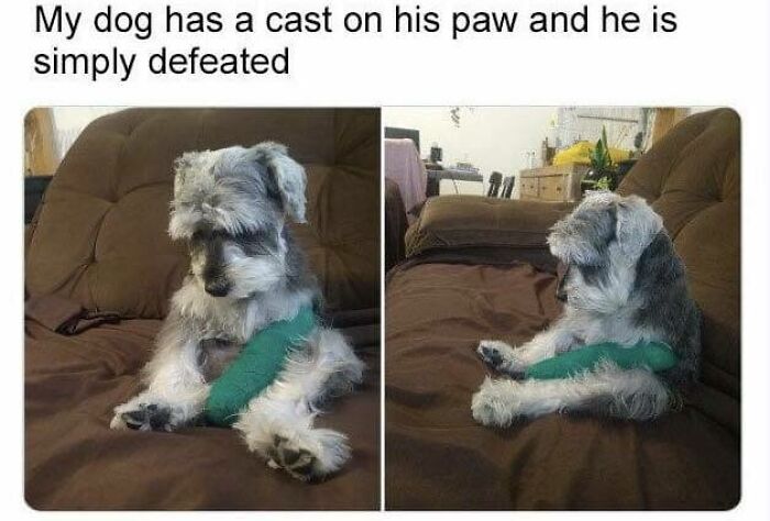 Small dog with a green cast on its paw sitting on a couch, looking defeated and goofy in two photos.