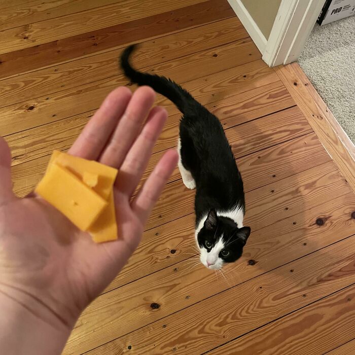 Black and white cat looking up on wooden floor near a hand holding slices of orange cheese, showing cute cats.