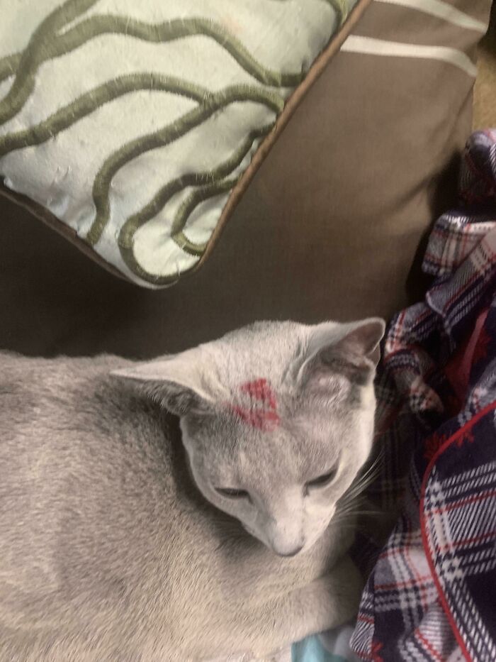 How Do I Get Waterproof Lipstick Off My Cat??