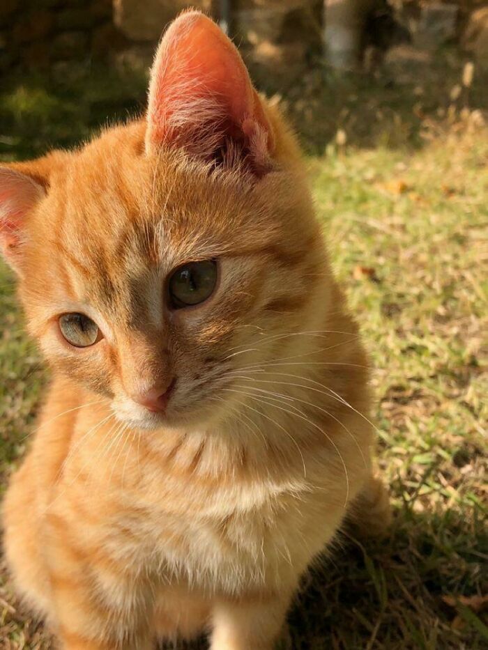 Who Loves Orange Cats? 😍💞🥰
