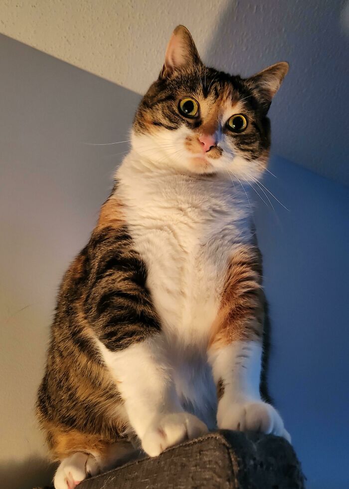 Don't Climb The Headboard? Look Up At Me Hooman, I Am Your God..