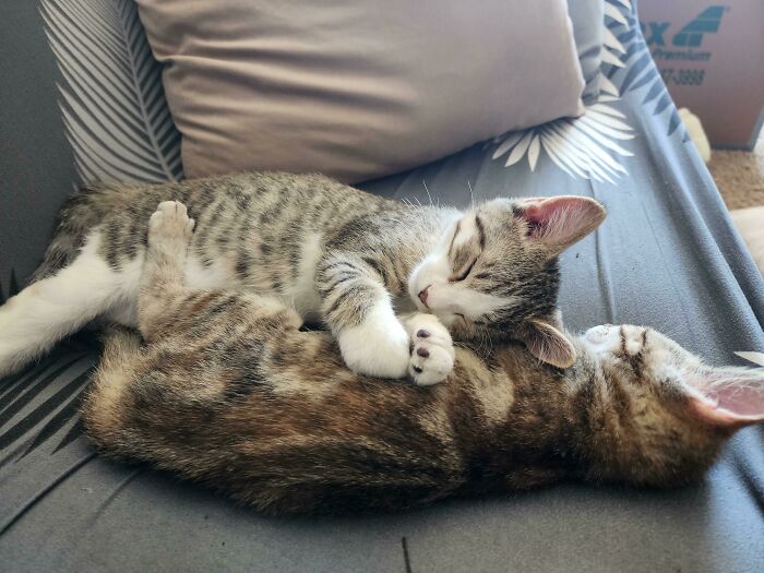 Halp! I Never Seen Them Do This Before! What Do I Do?!