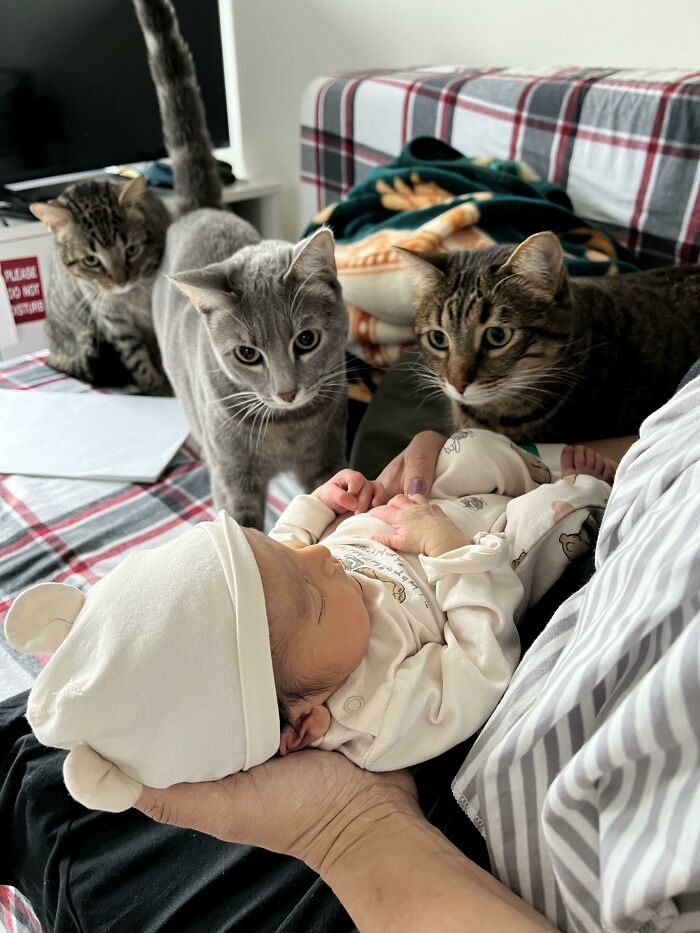 Three cutest cats curiously watching a newborn baby dressed in white, lying on a person's lap indoors on a checkered couch.