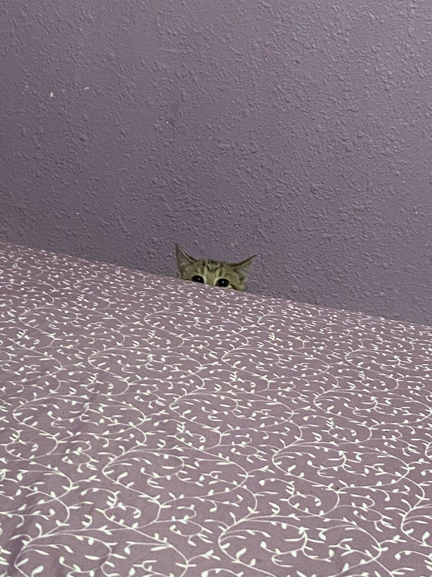 Post Your Cat Being Weird, I&rsquo;ll Go First .